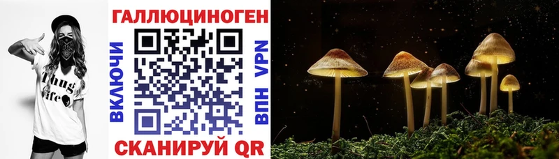 Псилоцибиновые грибы Psilocybe  Тогучин 